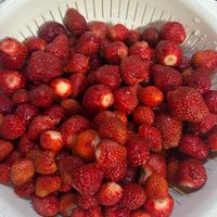 イチゴ,一畳菜園,家庭菜園の画像