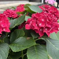 アザミ,額紫陽花,ノアザミ,紫陽花 赤,紫陽花　赤の画像