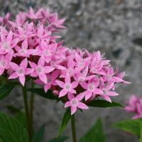 ペンタス,一眼レフ,キュンキュン乙女倶楽部,カメラ女子,キュンキュン乙女倶楽部No.97の画像
