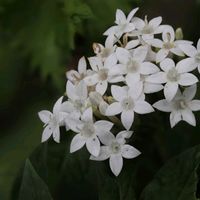 ペンタス,一眼レフ,キュンキュン乙女倶楽部,カメラ女子,キュンキュン乙女倶楽部No.97の画像
