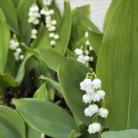 スズラン,ニホンスズラン,白いお花,白い水曜日♡の画像