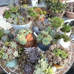 アジサイ,多肉植物 寄せ植え,多肉植物,ガーデニング,花のある暮らしの画像