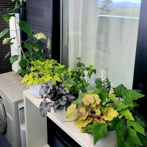 シェードガーデン,ベランダの画像
