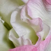 グラジオラスの画像