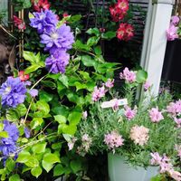 フレンチラベンダー,フレンチラベンダー,キリテカワナ,キリテカワナ,紫色の花の画像