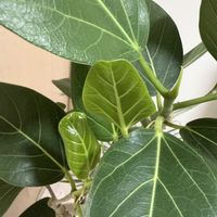フィカス ベンガレンシス,ベンガルゴム,ベンガルゴム,観葉植物の画像