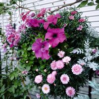 ペチュニア,マーガレット,ピンクの花,ハンキングバスケット,庭の画像
