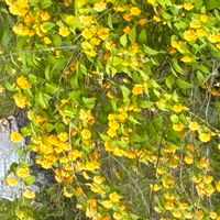 ヤマブキの画像