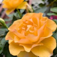 つるバラ...,安曇野,ツルバラ,✨今日のお花✨,つる薔薇　サハラ98の画像