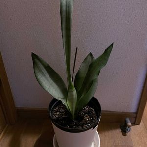 サンスベリア,ムーンシャイン,観葉植物,iPhone撮影,階段/廊下の画像