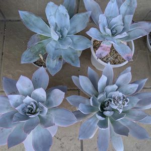 カンテ,多肉植物,葉挿し,多肉寄せ植え,実生苗の画像