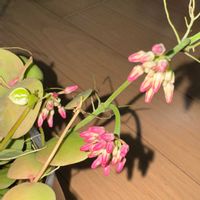ディスキディア,ディスキディア　ナムコック,観葉植物,開花の画像