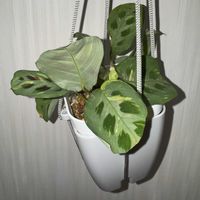 マランタ,斑入り マランタ,マランタ　ケルコビアナ　斑入り,観葉植物,植え替えの画像