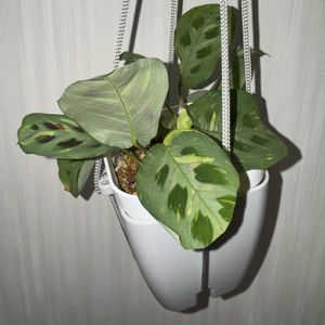 マランタ,斑入り マランタ,マランタ　ケルコビアナ　斑入り,観葉植物,植え替えの画像