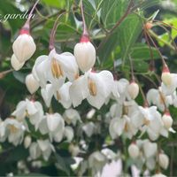 エゴノキ,花のある暮らし,植中毒,小さい庭の画像