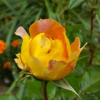 ランタン シトロイユ,ドリュ,花のある暮らし,植物のある暮らし,植中毒の画像