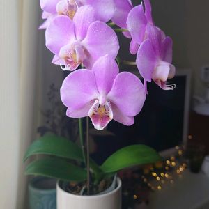 胡蝶蘭,ピンク,紫の花,ピンクの花,パープルの画像