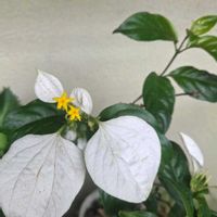 コンロンカ,コンロンカ,ハンカチの花,常緑低木,狭いベランダの画像