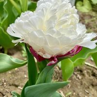 チューリップ,チューリップ,チューリップ アイスクリーム,白い花,癒しの画像