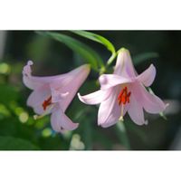 ユリ,ササユリ,木曜モフモフ,由美子・ユリ科あつめ,木曜日は桃色の画像