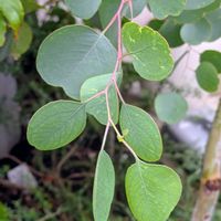 ユーカリ,ミモザ,ユーカリ ポポラス,今日のお花,平和を願うの画像