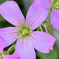 ムラサキカタバミ,イモカタバミ,今日も元気で,今日も笑顔で♡,花を通じて愛と平和をの画像