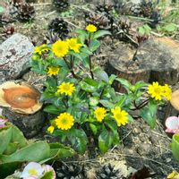 サンビタリア,雑草ガーデン,豚丼カフェ・ばっくやーど,森のこみち花壇の画像
