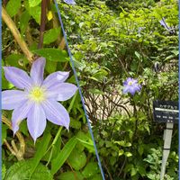 スイレン,ニッコウキスゲ,コウホネ,カザグルマ,六甲高山植物園の画像