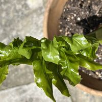 セローム,観葉植物,今日も元気で,花を通じて愛と平和を,グリーンで癒されてねの画像