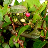 アメリカンブルー,ヒューケラ,チェッカーベリーの花,小玉スイカ(ピノガール),ジュスサンゴの画像