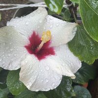 サンゴバナ,ハイビスカス,ルドベキア,ダリア♡,ヒメヒオウギ(姫檜扇)の画像