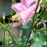 オダマキ,ガーデニング,ボタニカルライフ,山野草,お庭の植物の画像
