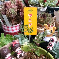 トキワシノブ,アナベル,メドー・セージ,アエオニウム ピンクウィッチ,新芽かなぁ？の画像