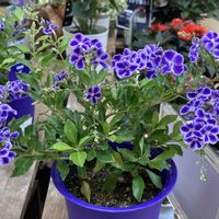 デュランタ 宝塚,ホームセンターにて,花のある暮らし❤の画像