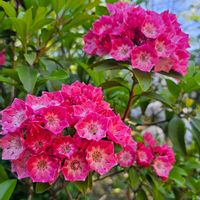 カルミア,木曜日は木に咲く花,木曜日は桃色の画像