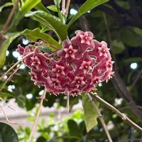 ホヤ・カルノーサ,つる性植物,おうち園芸,ピンクワールドへ ようこそ,庭の画像