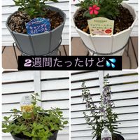 アンゲロニア,ポーチュラカ,フェアリースター,鉢植え,ガーデニングの画像