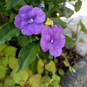 ニオイバンマツリ,白い花,紫色の花,ナス科の画像