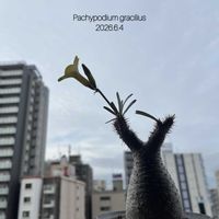 パキポディウム・グラキリスの画像