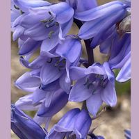 シラー,花のある暮らし,お花大好き♡,ピンクワールドへ ようこそ,花友さんに感謝♡の画像