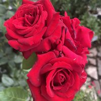 サクラ,ユリ,アジサイ 隅田の花火,アジサイ 隅田の花火,バラ イングリッドバーグマンの画像