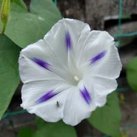 ドクダミ,ミルキーウェイ,朝顔,サンパラソル,どくだみの花の画像