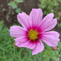 コスモス,かわいい,開花,癒し,種からの画像