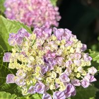 紫陽花 アジサイ あじさい,母の日プレゼント,庭の画像