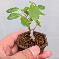 コナラ,盆栽,ミニ盆栽,盆栽苗木,まめ盆栽の画像