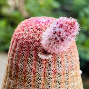 サボテン,紫太陽,多肉植物,鉢植え,花芽の画像
