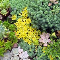 マルバマンネングサ,多肉植物,セダム属,いつもありがとう♡,手作りの庭の画像