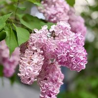 ライラック,꒰ღ˘◡˘ற꒱かわゅ~,甘い香り,素敵,札幌の画像