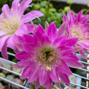 サボテンの花,サボテン好き,サボテンのある暮らし,繋がりに感謝✨,花サボテン☆すずの画像