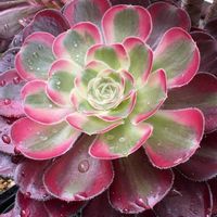 シャネル,シャネル,アエオニウム 属,多肉植物,アエオニウムの画像